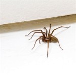 How To Get Rid Of Large Spiders In Basement Taiwan