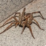 How To Get Rid Of Wolf Spiders In Basement